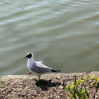 Brown-headed Gull