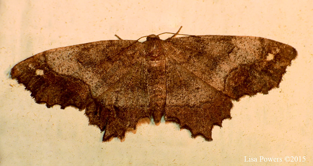 Esther Moth