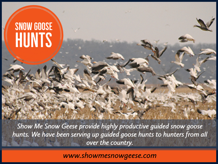 snow goose hunts