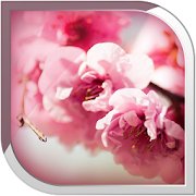 Sakura Live Wallpaper  Icon