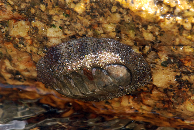 Chiton