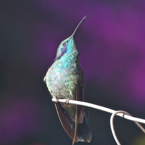 Green Violet-eared Hummingbird