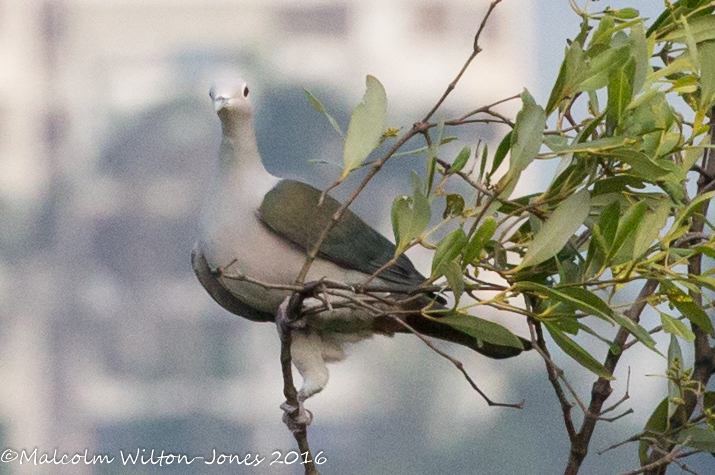 Green Imperial Pigeon