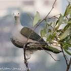 Green Imperial Pigeon