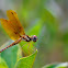 Eastern Amberwing