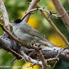 Blackcap; Curruca Capirotada