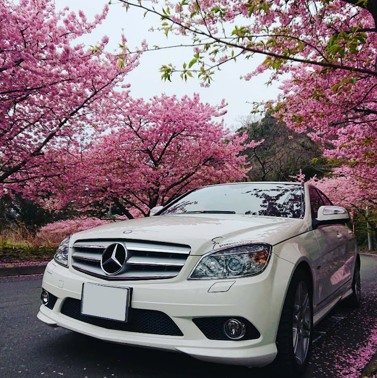 Cクラス セダンのドライブ・河津桜に関するカスタム事例の投稿画像1枚目