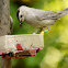 Gray catbird