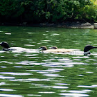 Common Loon