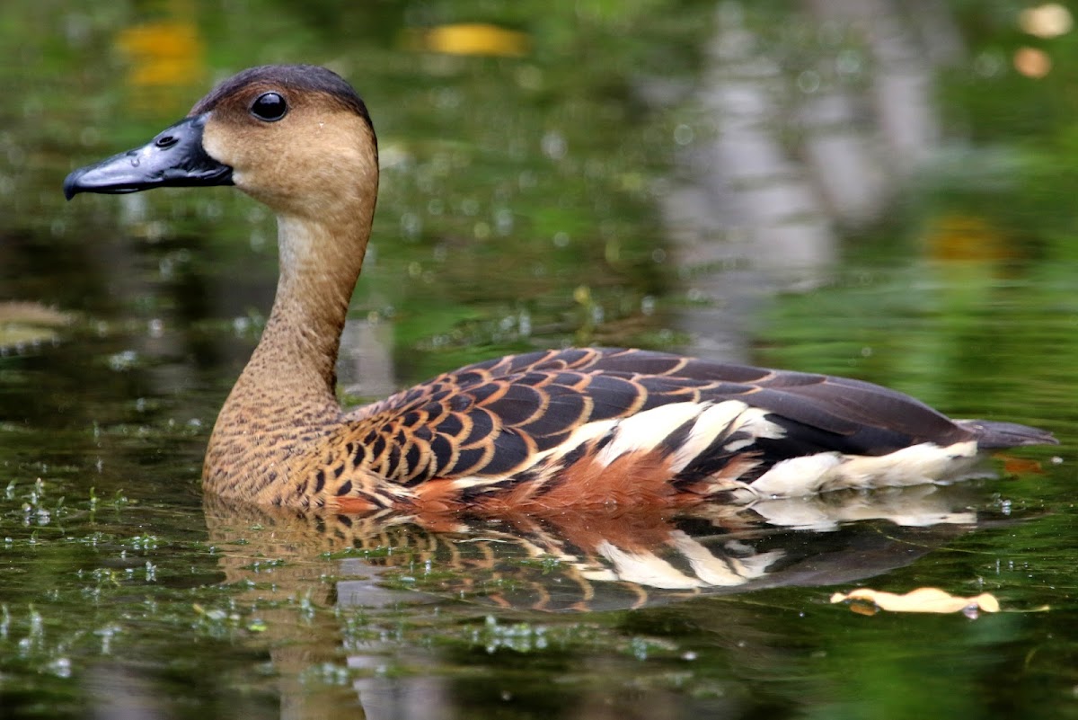 Wandering Whistling-Duck