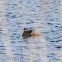 Little Grebe; Zampullin Chico