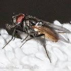 House Fly