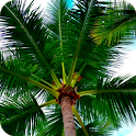 Palm Tree Wallpapers icon