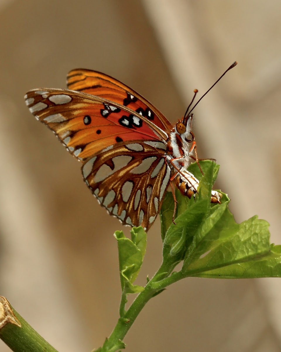 Gulf Fritillary