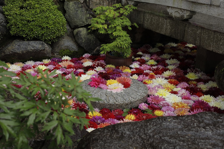 フィットの岡寺(龍蓋寺)・龍鎮神社・茶居夢・藤の花に関するカスタム事例の投稿画像3枚目