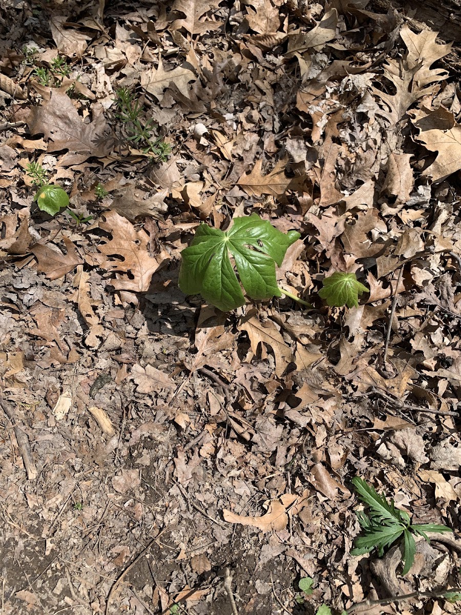 Mayapple