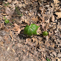 Mayapple