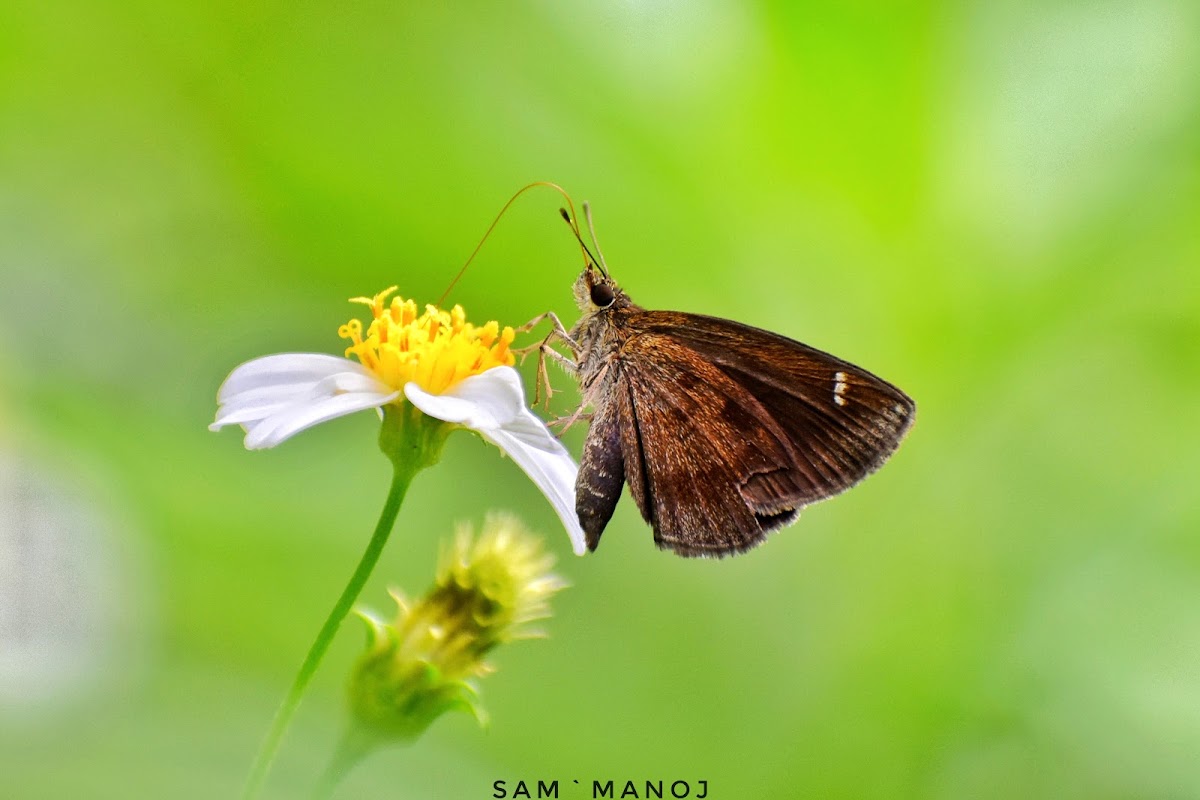 Forest Hopper / Coon ( Skipper )