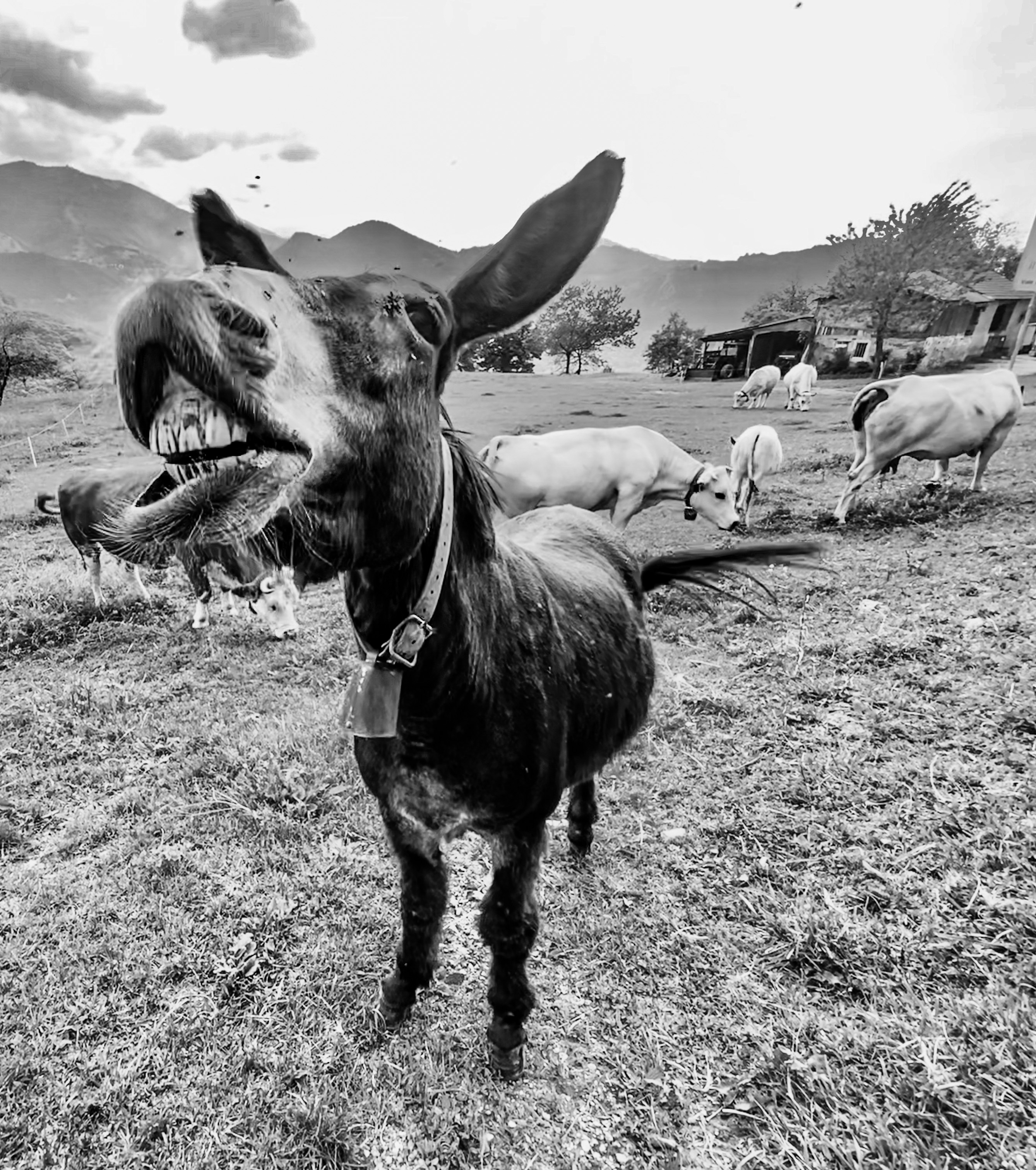 Giulietta al pascolo  di Renata Roattino@jhonninaphoto