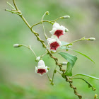 Paederia foetida 雞屎藤