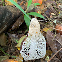 Bridal Veil Stinkhorn