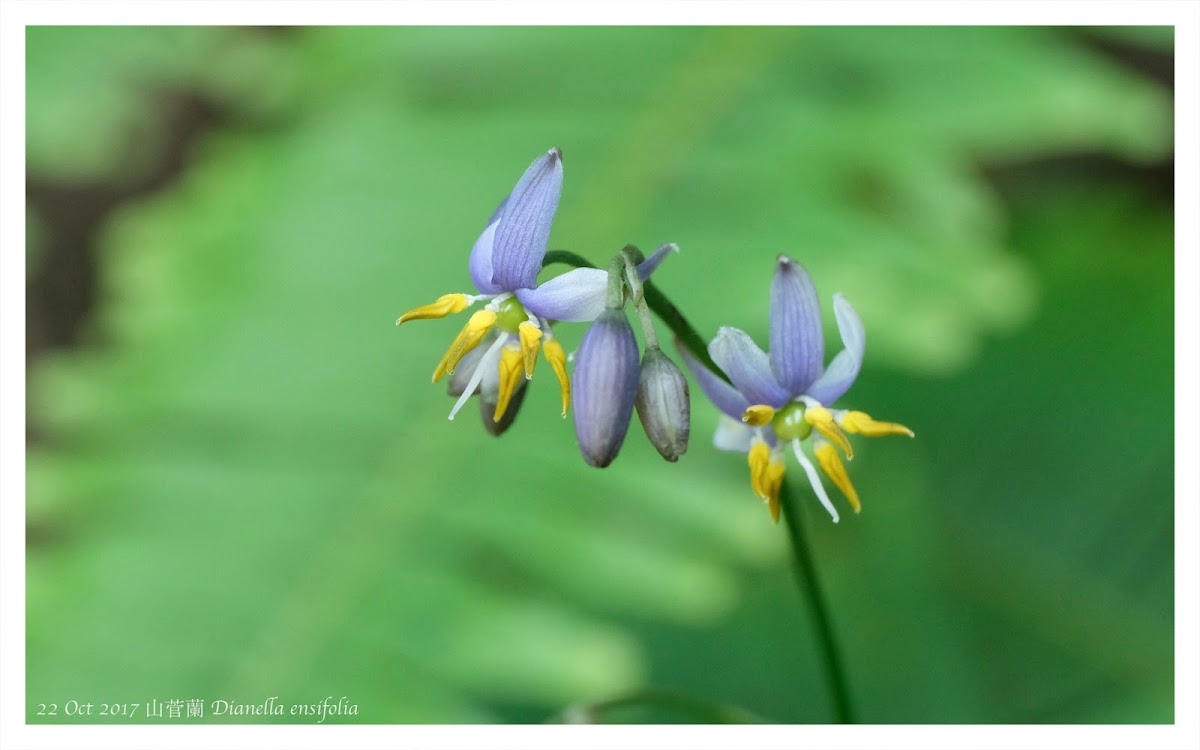 Dianella ensifolia 山菅蘭