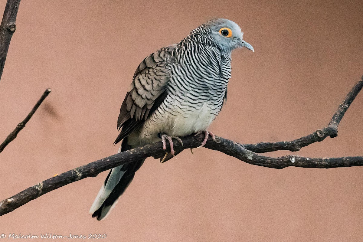 Barred Dove