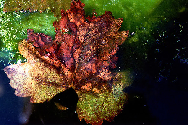 foglia autunnale di aldopaolo