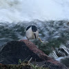 Black-crowned Night Heron