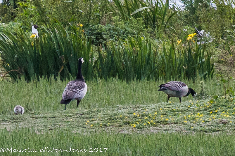 Barnacle Goose