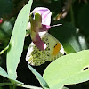 Pacific Orangetip