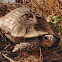 Marginated Tortoise