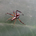 Two-striped Jumper Spider