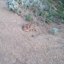 Red Diamond Rattlesnake