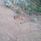 Red Diamond Rattlesnake