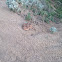 Red Diamond Rattlesnake