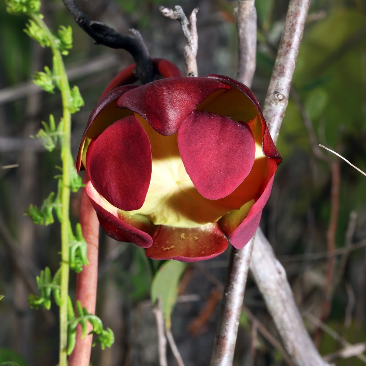 Purple Pitcher Plant