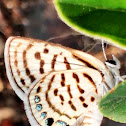 Striped Pierrot