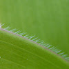 Blue-bead Lily