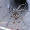 Garden Spider