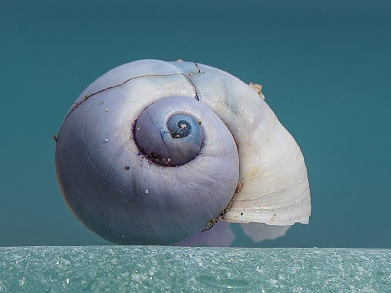 Chiocciola di mare di utente cancellato