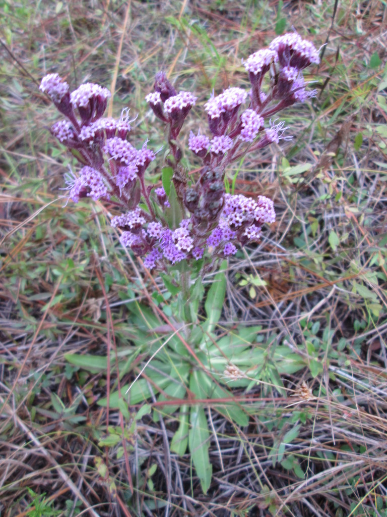 Hairy Chaffhead