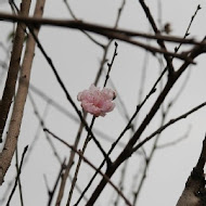 6028花園景觀餐廳