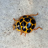 Lady Beetle