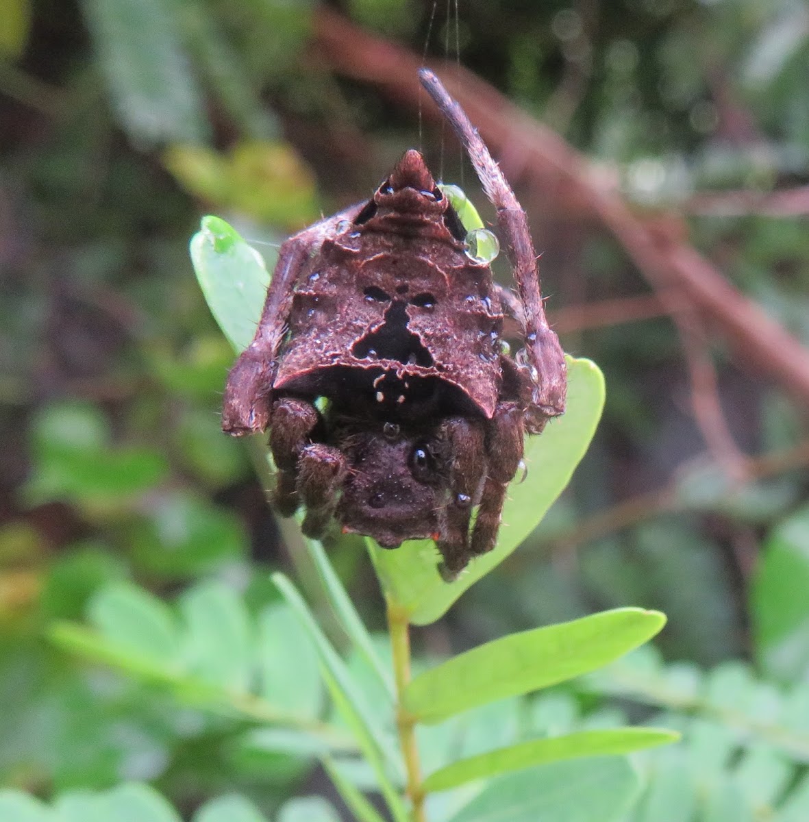 Abandoned-web Orb-weaver Spider