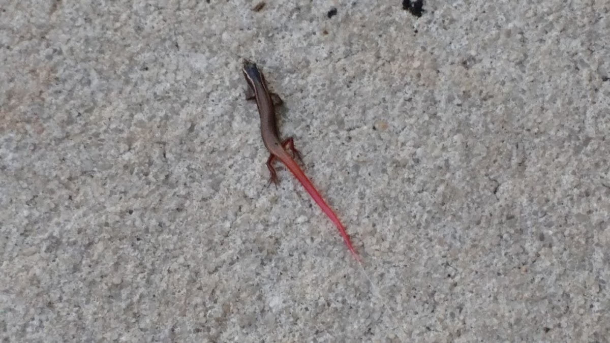 Peninsula Mole Skink