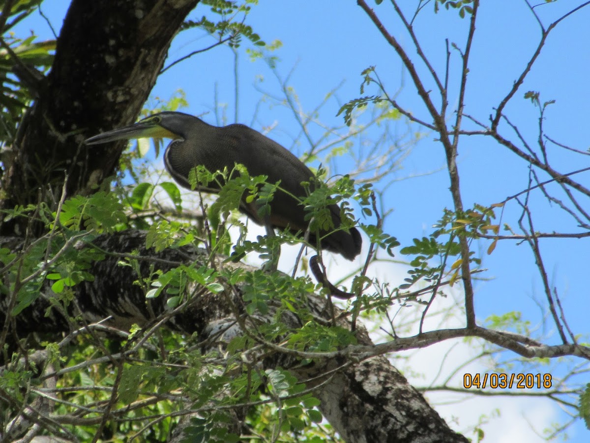 Bare throated Tiger Heron