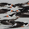 Black Skimmer