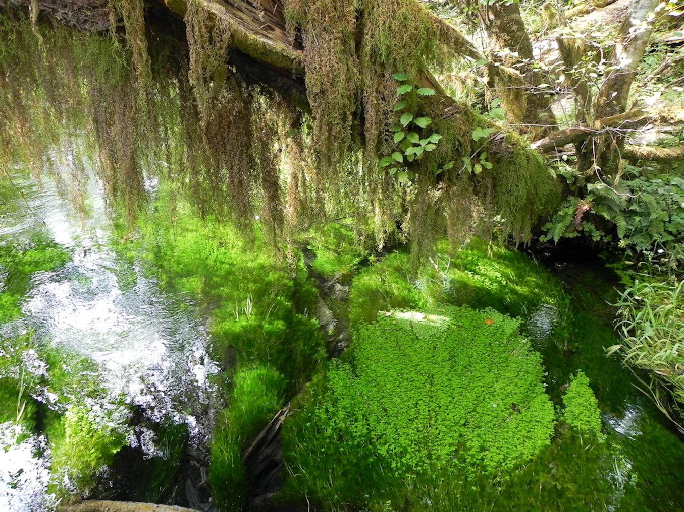 Variazioni acquatiche in Verde  di Goodlight