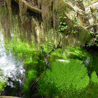 Variazioni acquatiche in Verde  di 